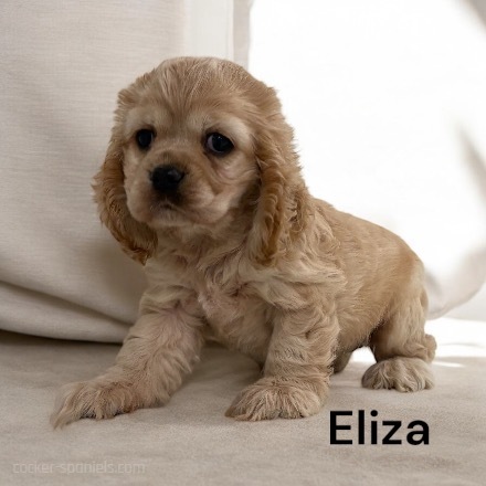 puppy, for, sale, Cocker Spaniel, Joe & Cherri  Overlease, dog, breeder, Miller, MO, dog-breeder, puppy-for-sale, forsale, nearby, find, puppyfind, locator, puppylocator, aca